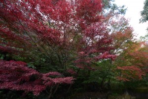 20161120杜の遊歩道の紅葉が見ごろを迎えています　モミジ 　紅葉